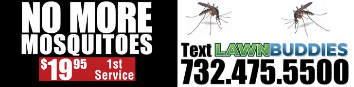 Murder Hornets Not Biggest Insect Threat to Northeast in 2020, Here's What is