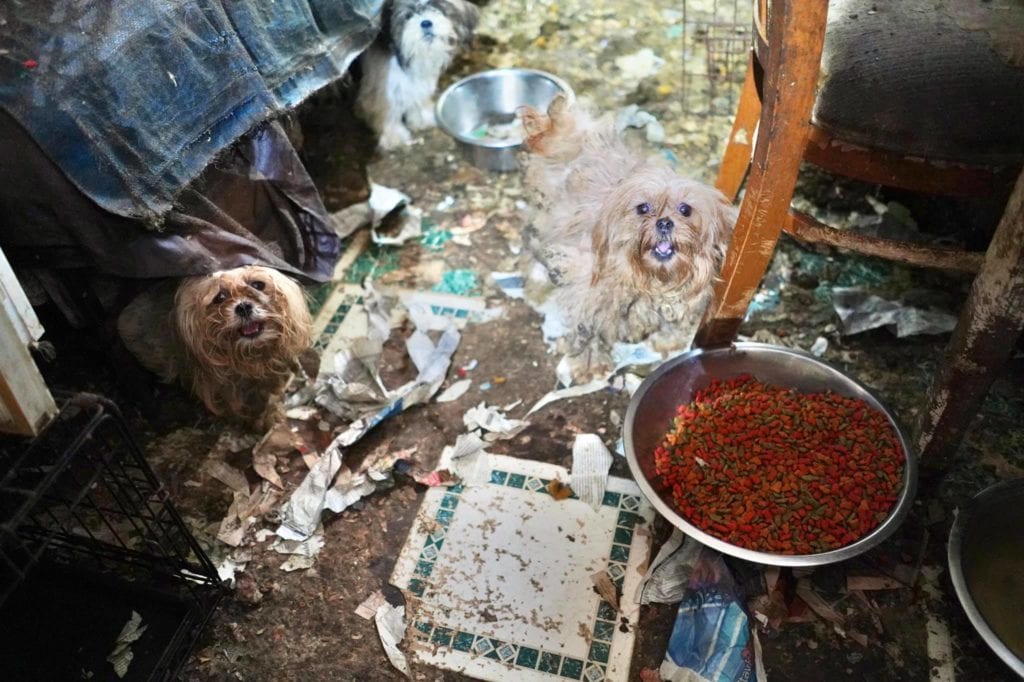 SPCA Rescues 60 Dogs From Horrendous and Disgusting Home in Belford