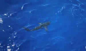 Watch as Coast Guard Shoots at 8-foot-long Shark Threatening Swim Party