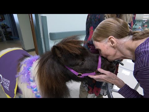 Cupid the Mini Pony is making everyone fall in love – On A Positive Note