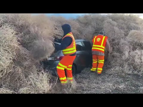 AP: Tumbleweeds trap cars, trucks in rural Washington