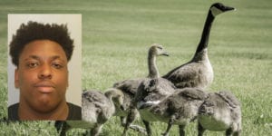 Cops: gooseslayer intentionally drove over gaggle of geese in parking lot