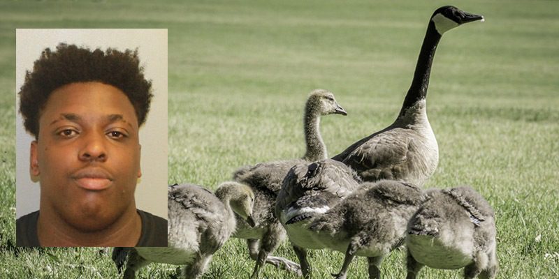 Cops: Gooseslayer Intentionally Drove Over Gaggle of Geese in Parking Lot