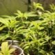 Where to buy legal weed in ocean county: a guide to local dispensaries