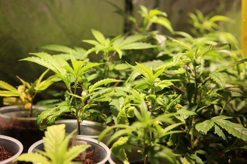 Sussex County Man Admits Unlawfully Possessing Weapons, Marijuana