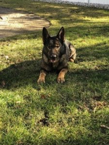 Sheriff's department mourns loss of k-9 sheba