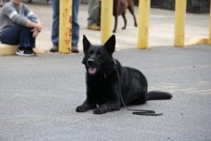 K-9 storm continues fight against cancer