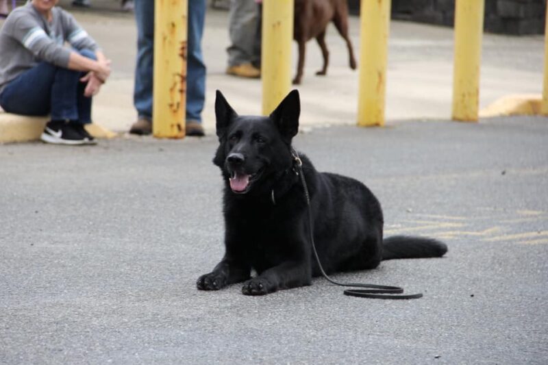 K-9 Storm Continues Fight Against Cancer