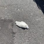 Attention Shoppers: Nobody Wants to Pick Up Your Coronavirus Diseased Infected Gloves in the Supermarket Parking Lot