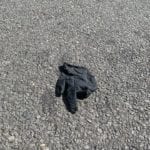 Attention Shoppers: Nobody Wants to Pick Up Your Coronavirus Diseased Infected Gloves in the Supermarket Parking Lot