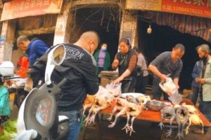F&$k wu! Chinese wet markets reopen