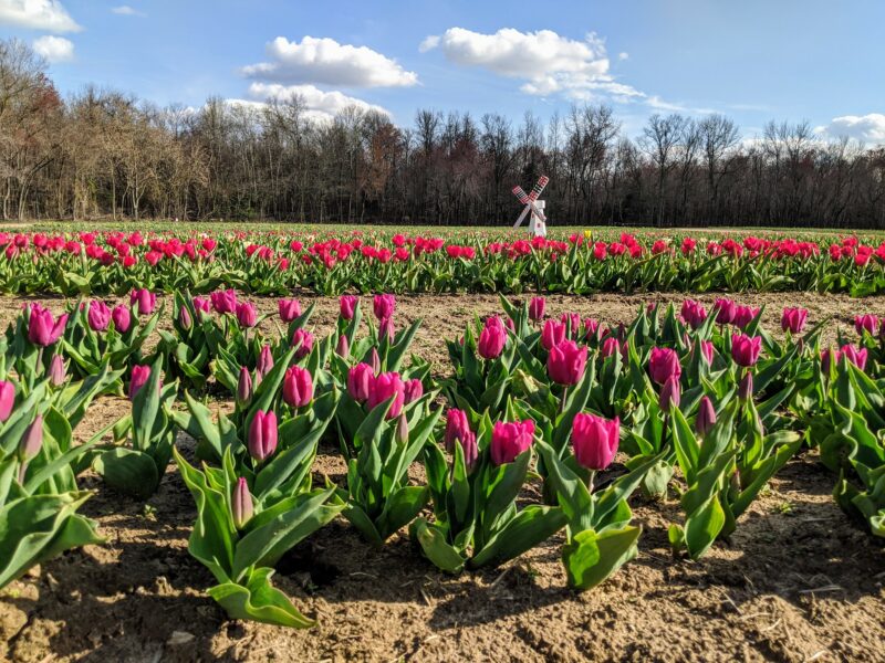 Governor Murphy, New Jersey Forces Closure of Second Drive-Through Tulip Farm Event, Tulips Sales to Continue At Both Locations