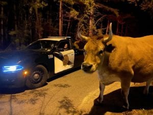 Cow given second chance after violating covid-19 stay at home order in new jersey
