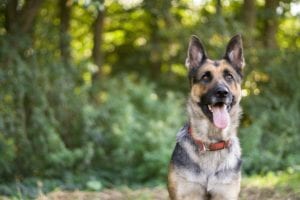 Jersey city resident willing to pay $500 for return of racist dog