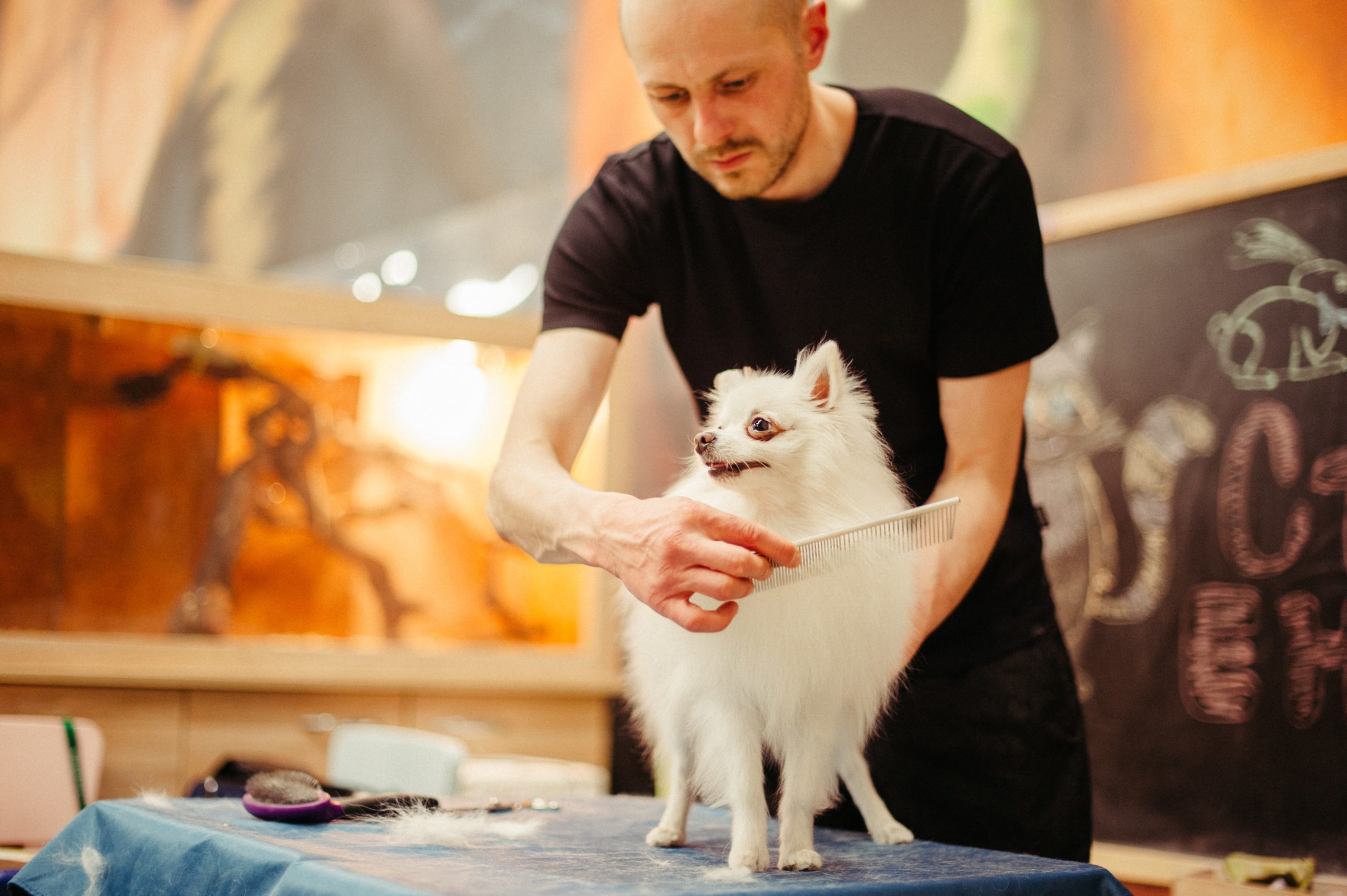 Murphy Allows Mobile Pet Groomers to Operate