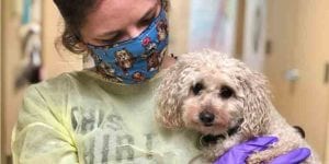 Her owners both died of covid-19 and now che-che needs a new home