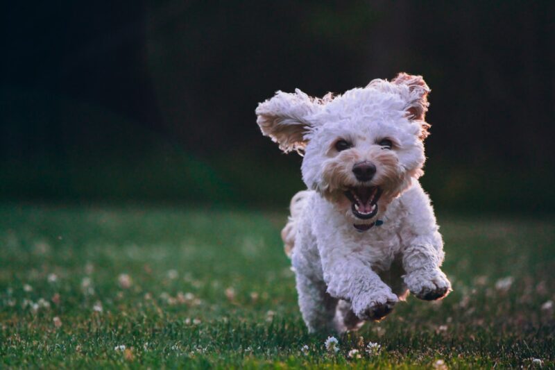 Four Plead Guilty to Multi-State Dogfighting Conspiracy