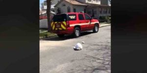 Easter bunny loses his head at the jersey shore