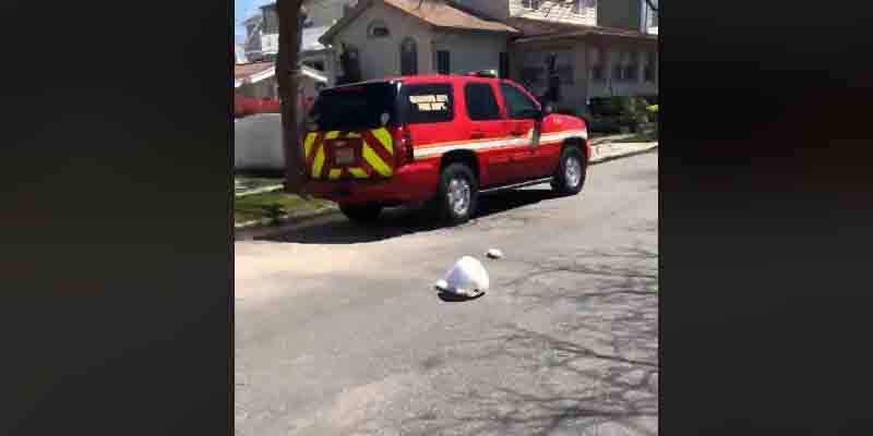 Easter Bunny Loses His Head at the Jersey Shore