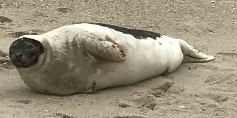 Watch as Seals from Marine Mammal Rescue Released Back into the Wild