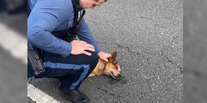 Jackson Police Officer Comforts Dog Hit and Run Victim in His Final Moments