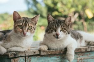 Cdc issues social distancing guidelines for pets after two cats contract coronavirus