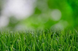 Nj agriculture secretary announces landscapers may continue to work through shelter in place