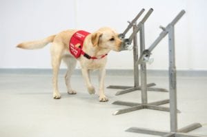 Dogs being trained to sniff out covid-19
