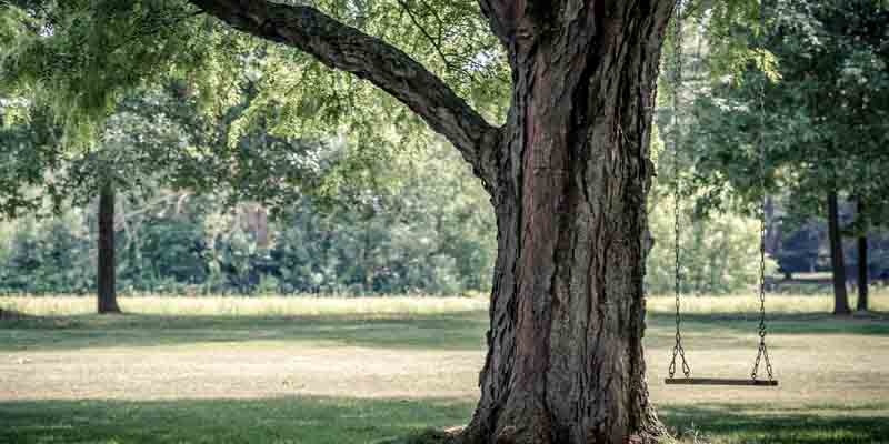 Lakewood Parks Reopening Today!