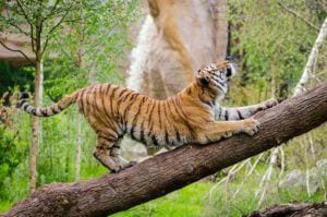 Cdc answers questions about covid-19 cornavirus infected tiger in new york