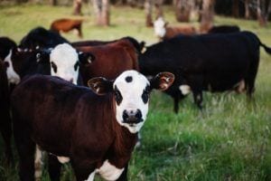 Dairy blogger explains why farmers across america are now being forced to dump their milk