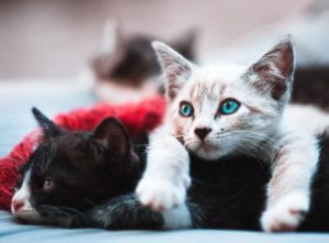 People are adopting kittens at an increased rate during covid-19 pandemic