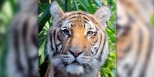 Bronx zoo tiger tests positive for coronavirus