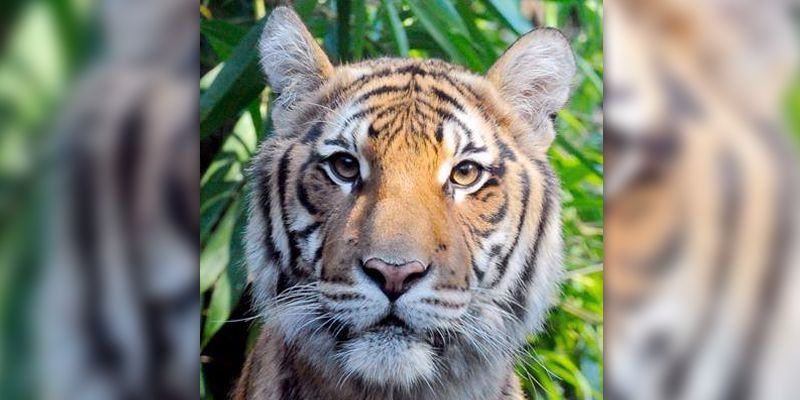 Bronx Zoo Tiger Tests Positive for Coronavirus
