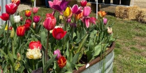 As tulip season ends, murphy lifts ban on drive through events