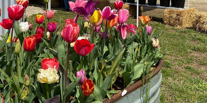 After Murphy Shutdown Drive Through Event, NJ Tulip Farm Alive, Well and Thriving