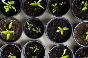 In michigan, you can buy weed, but not seeds during pandemic