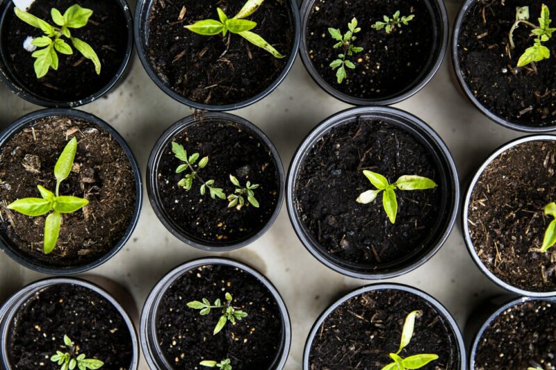 In Michigan, You Can Buy Weed, But Not Seeds During Pandemic