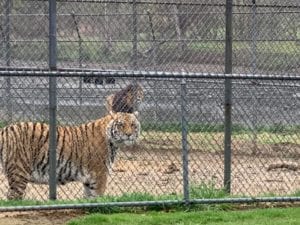 Space Farms to Open as Drive Through Zoo Owner Continues Fight for All Businesses