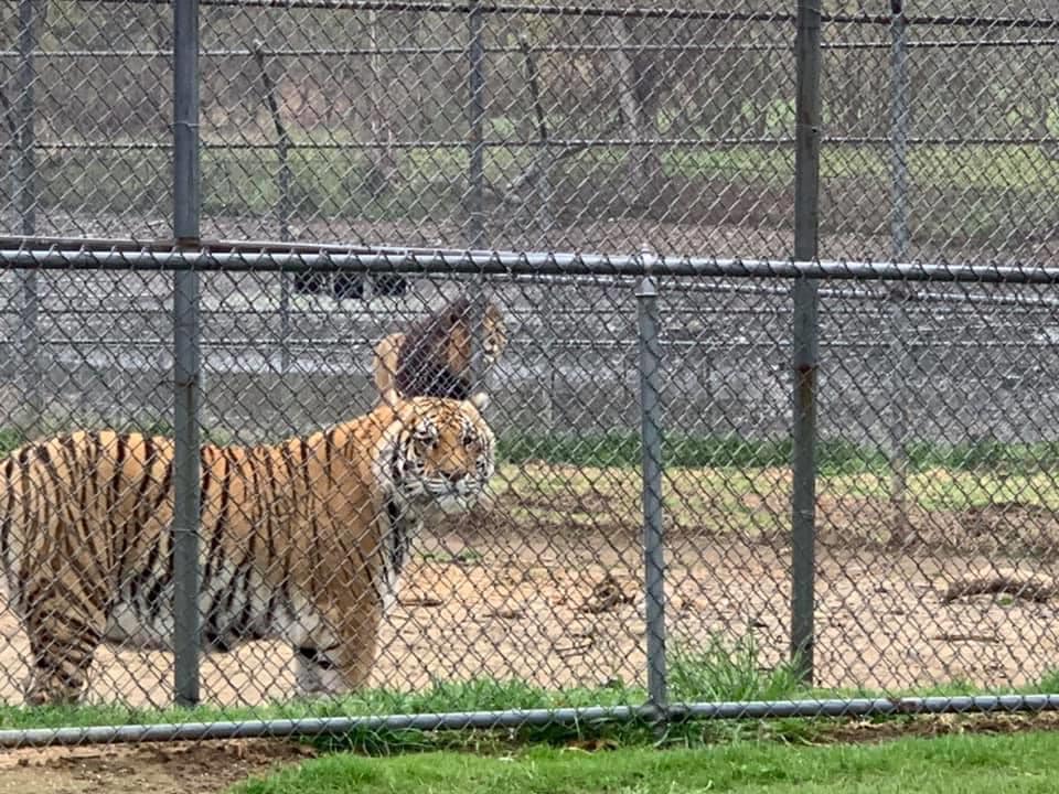 Space Farms to Open as Drive Through Zoo; Owner Continues Fight for All Businesses
