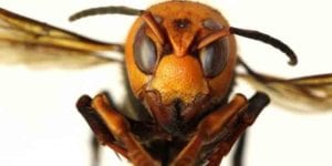 Now in america, also from asia, "murder hornets"