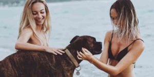 After being found in an abandoned apartment Dog gets new leash on life