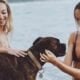 Dog friendly beaches in new jersey, know before you go