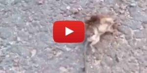 "murder hornet" destroys a mouse. Watch the video