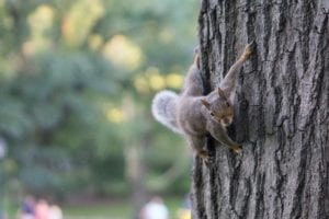 Coronarage? Squirrel attacks new jersey man just getting some fresh air