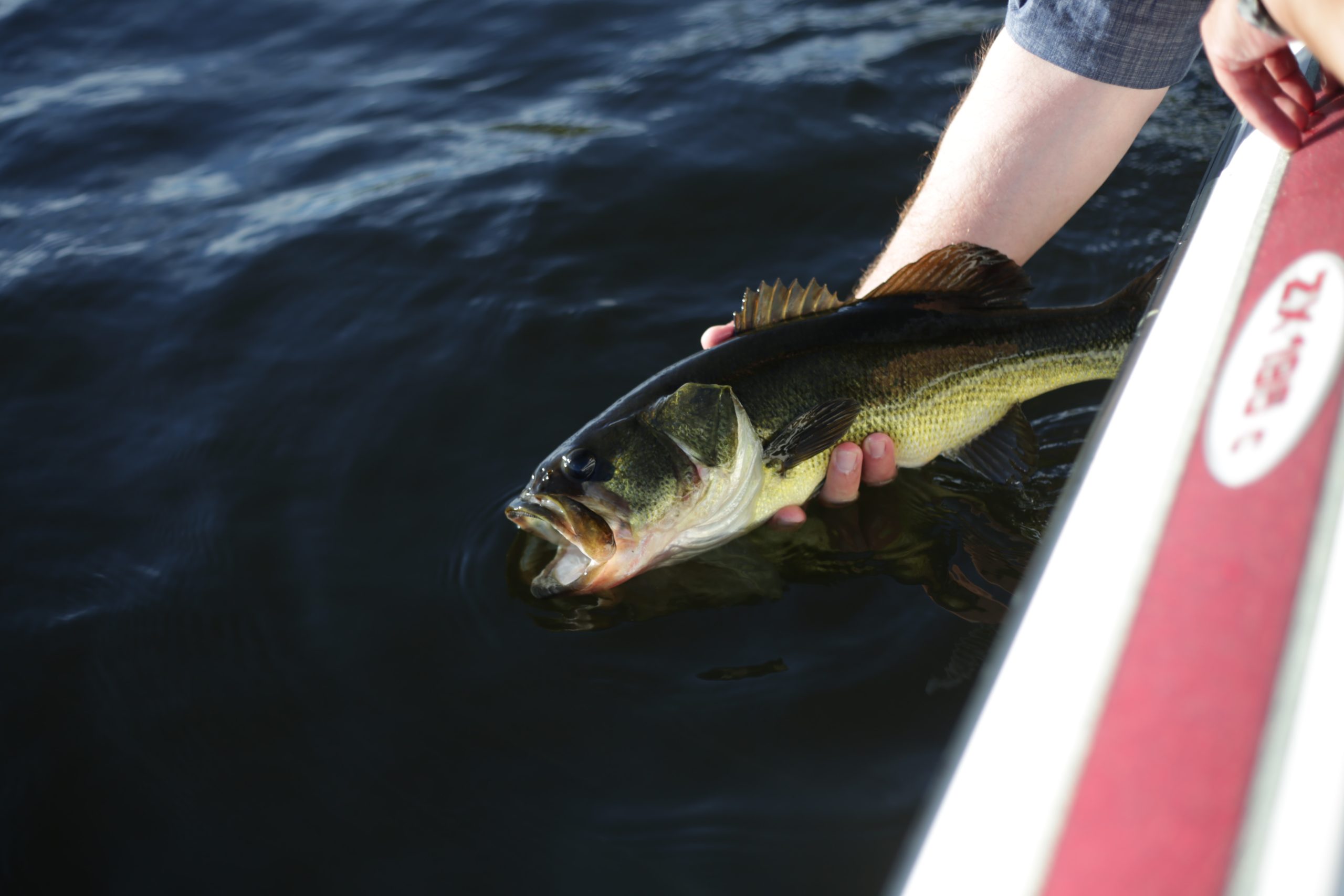 10 Tips for Bass Fishing This Season