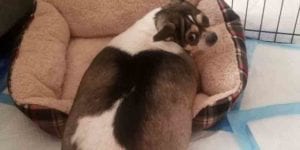 Obese chihuahua abandoned on new jersey highway rescued from dog pound