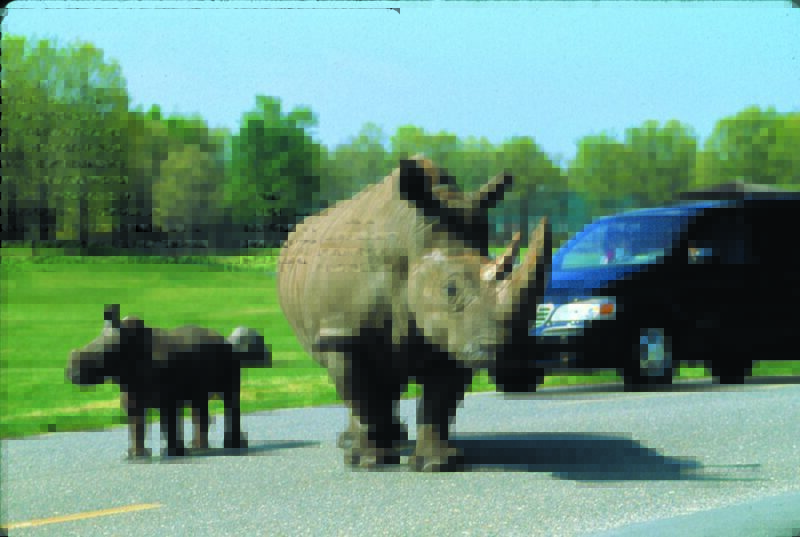 Six Flags Great Adventure Safari Adventure Self Drive-Through is Coming Back!
