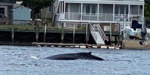 Humpback whale makes surprise visit in the shrewsbury river