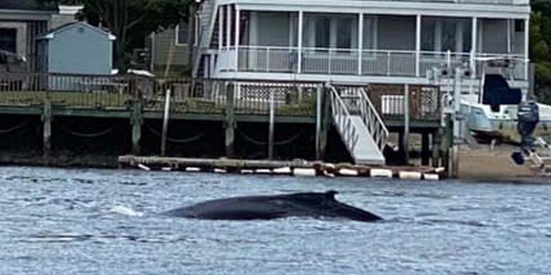 Humpback Whale Makes Surprise Visit in the Shrewsbury River